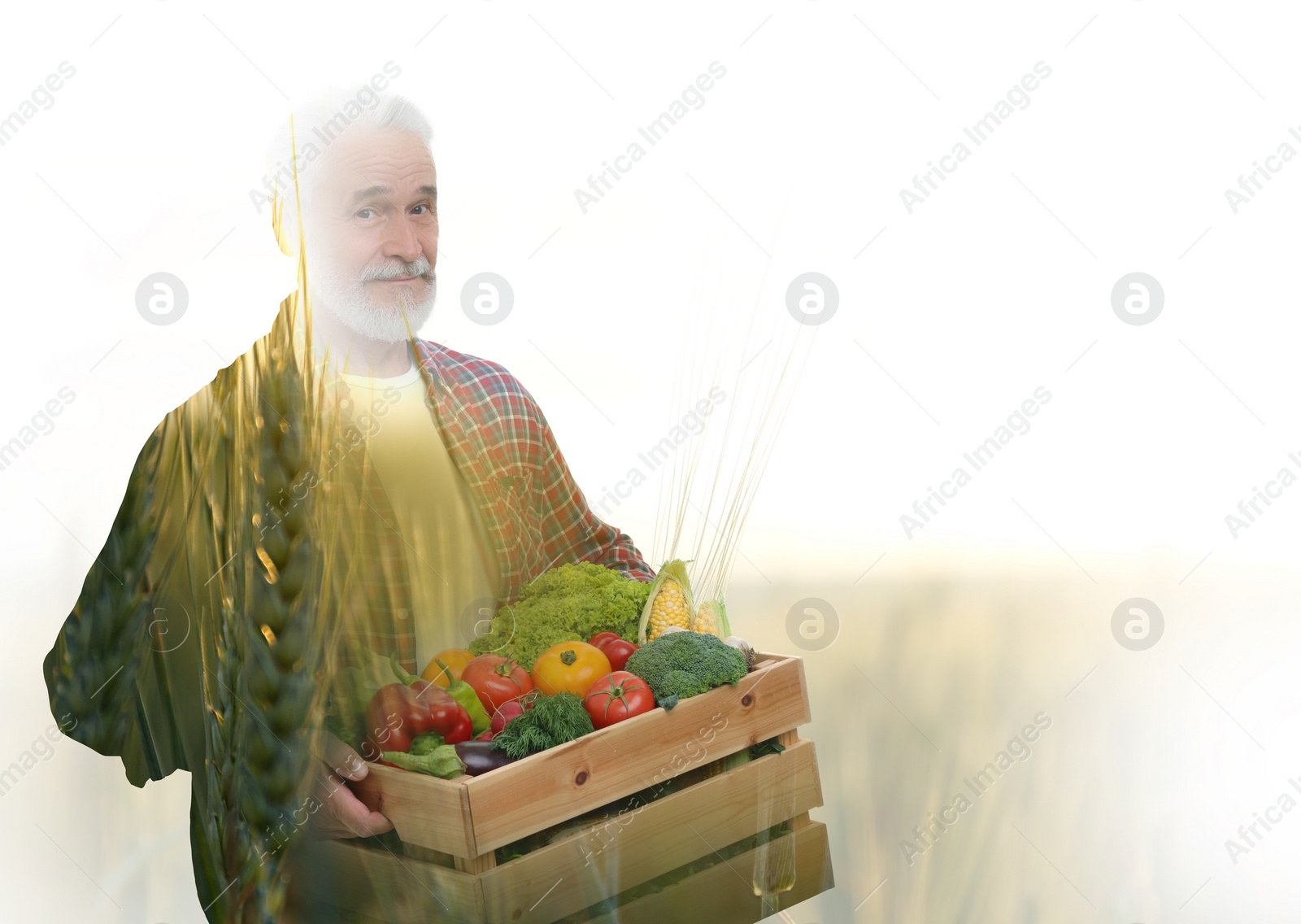 Image of Double exposure of farmer and wheat field on white background