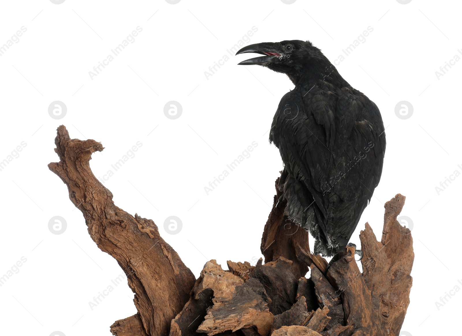 Photo of Beautiful common raven perched on wood against white background