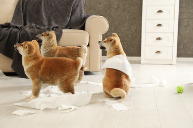 Photo of Cute akita inu puppies playing with toilet paper indoors