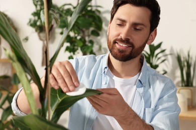 Man wiping leaves of beautiful potted houseplants with cotton pad indoors