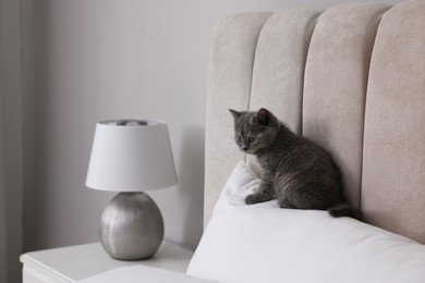 Photo of Cute fluffy kitten sitting on bed indoors