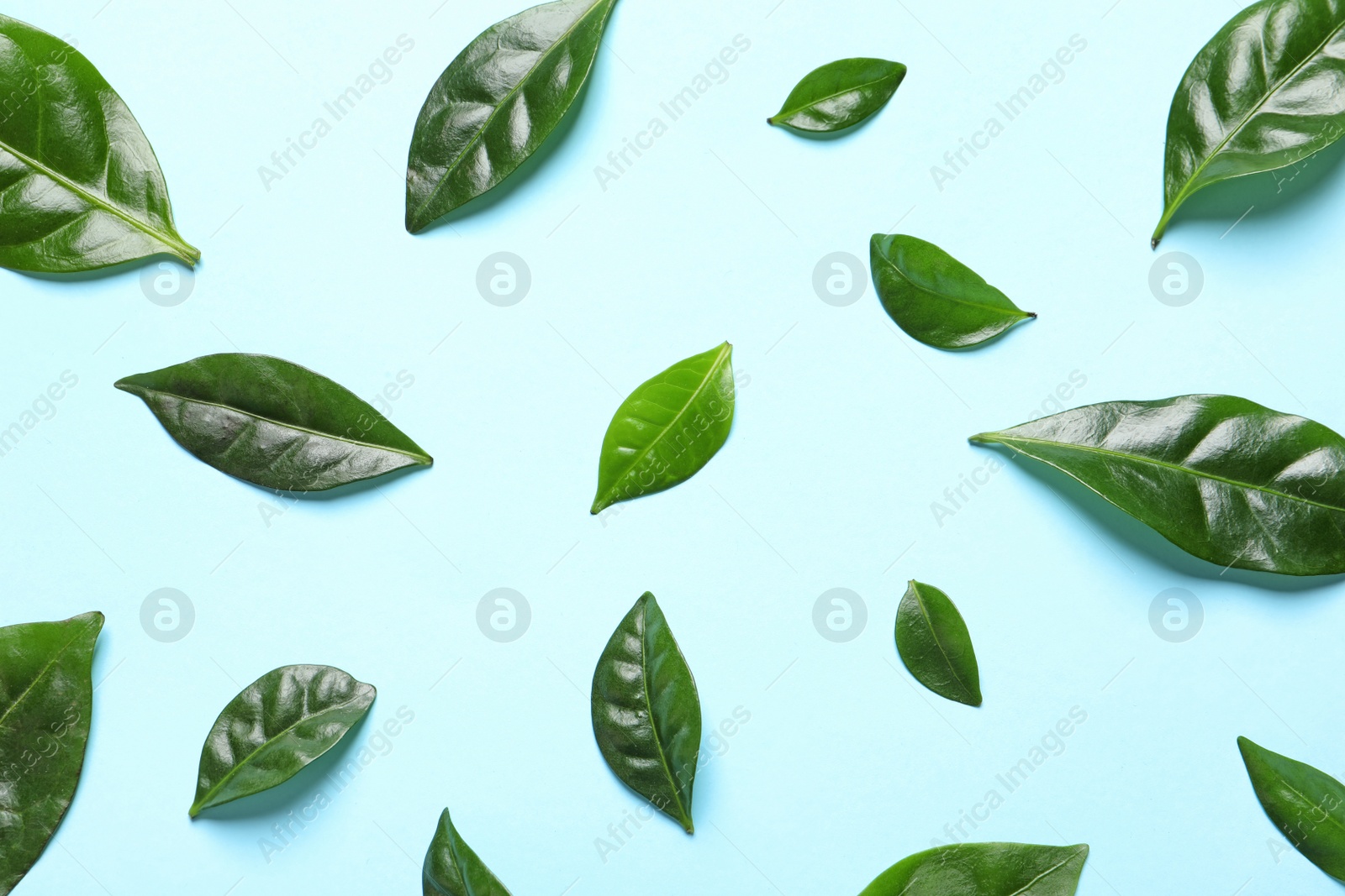 Photo of Fresh green coffee leaves on light blue background, flat lay