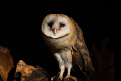 Photo of Beautiful common barn owl on tree against black background