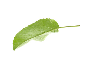 Photo of Green leaf of apple tree isolated on white