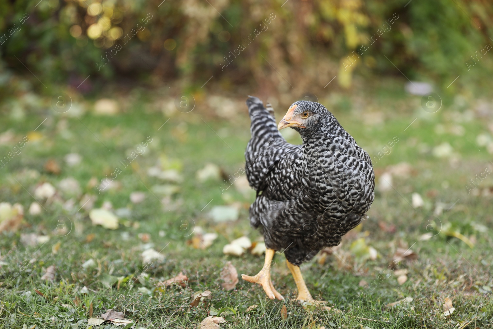 Photo of Beautiful chicken in yard on farm. Domestic animal