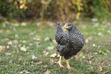 Photo of Beautiful chicken in yard on farm. Domestic animal