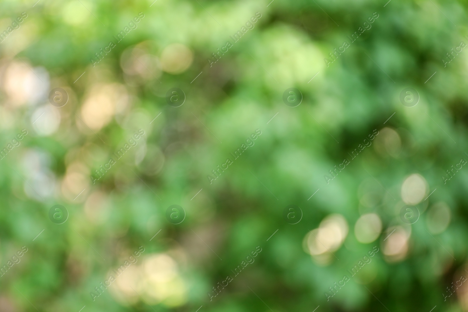 Photo of Blurred view of abstract green background. Bokeh effect