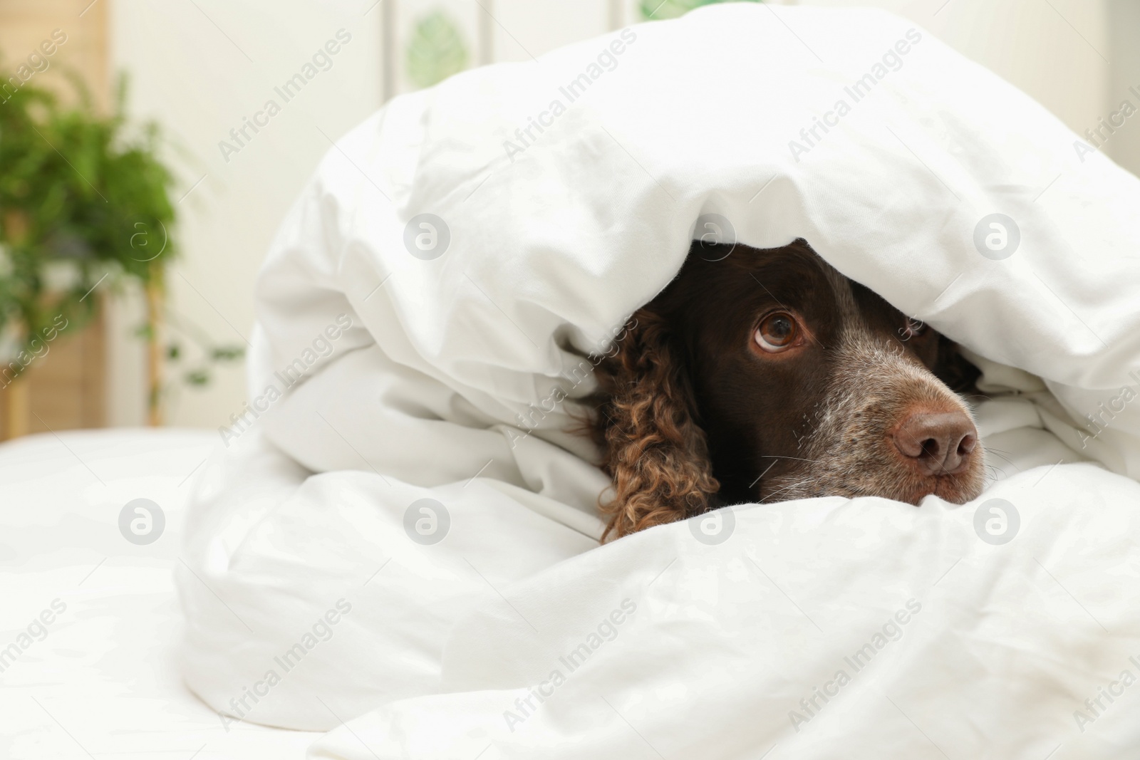 Photo of Adorable dog covered with blanket at home