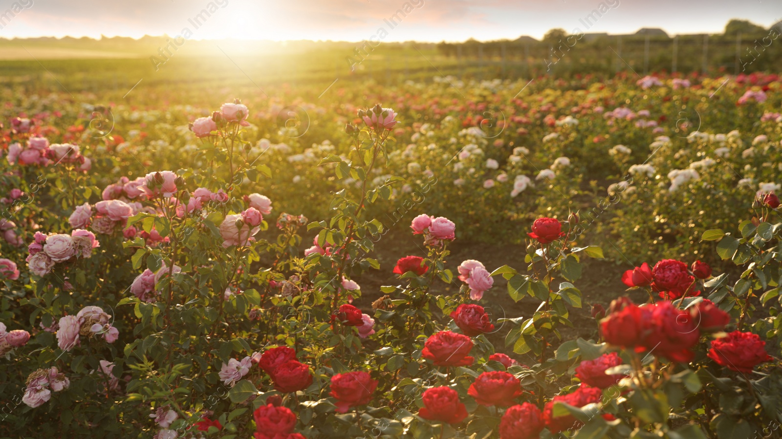 Photo of Bushes with beautiful roses outdoors on sunny day