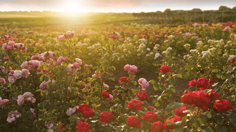 Bushes with beautiful roses outdoors on sunny day