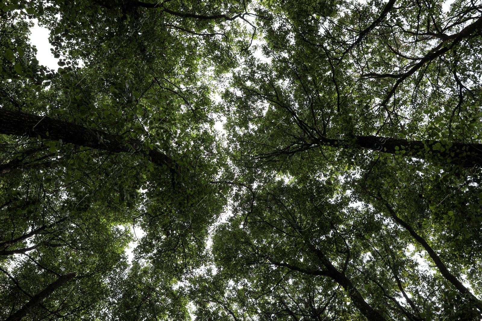 Photo of Trees with green leaves in forest, bottom view