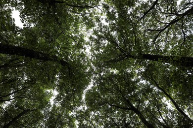 Trees with green leaves in forest, bottom view