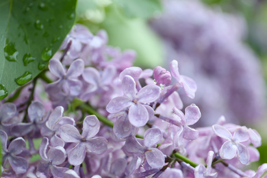 Photo of Closeup view of beautiful blossoming lilac bush outdoors