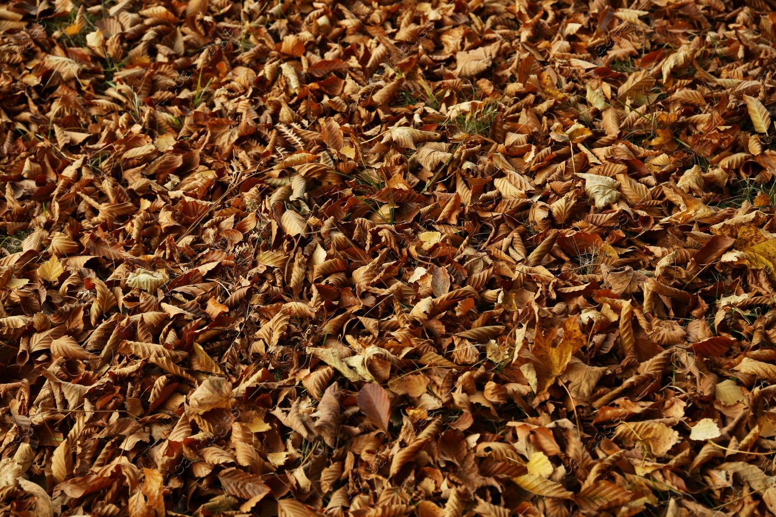 Photo of Dry orange leaves on ground in autumn forest