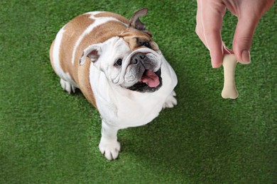 Image of Woman giving tasty bone shaped cookie to her dog outdoors, above view