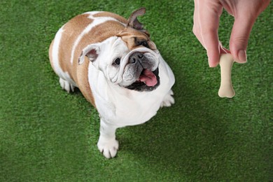 Woman giving tasty bone shaped cookie to her dog outdoors, above view