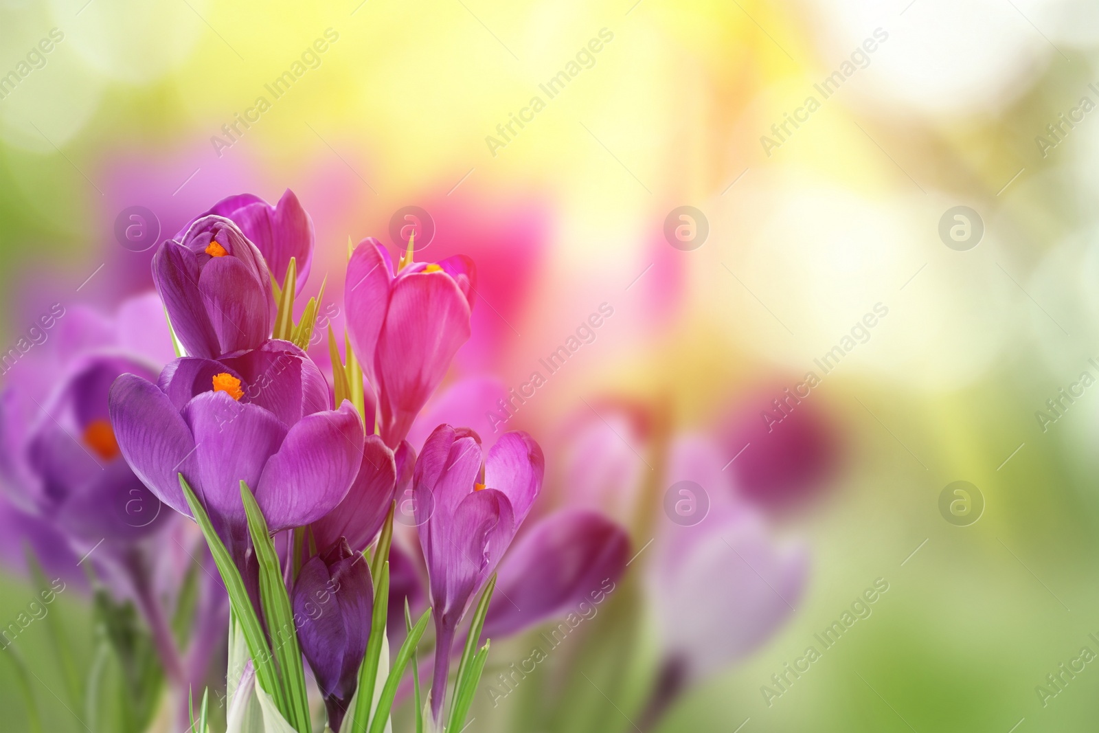 Image of Beautiful spring crocus flowers outdoors on sunny day, closeup. Space for text