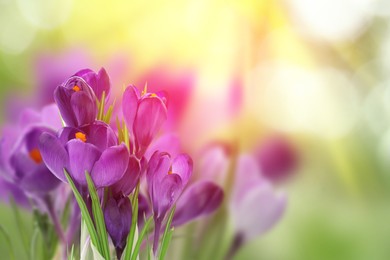 Beautiful spring crocus flowers outdoors on sunny day, closeup. Space for text