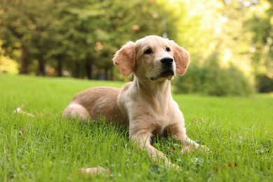 Cute Labrador Retriever puppy lying on green grass in park