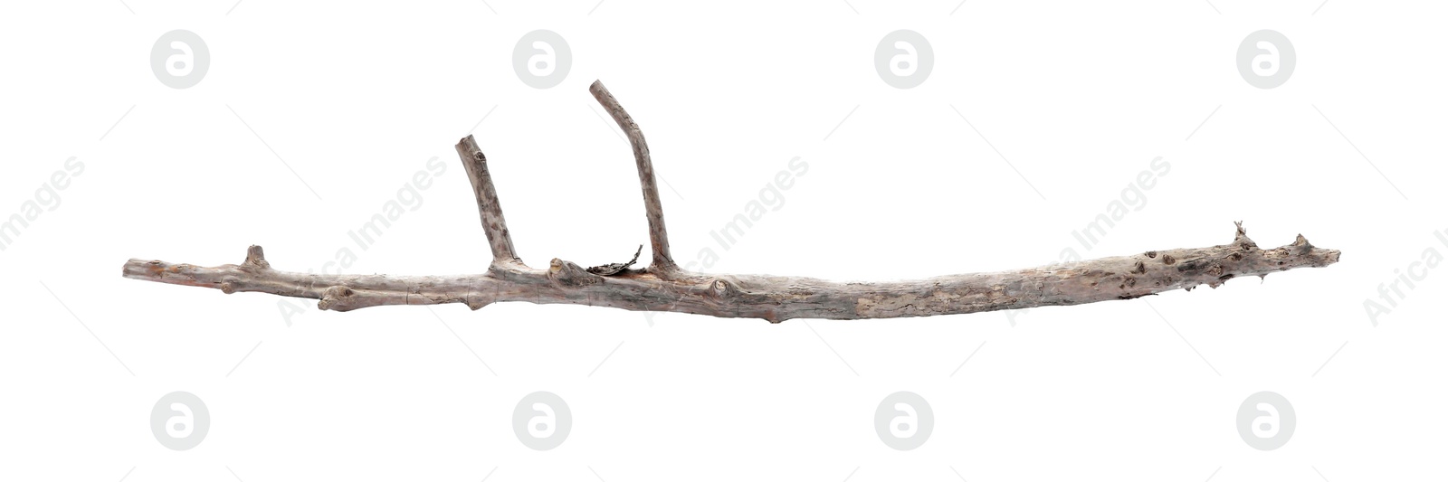 Photo of Old dry tree branch isolated on white