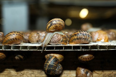 Photo of Many snails crawling on stand indoors, closeup