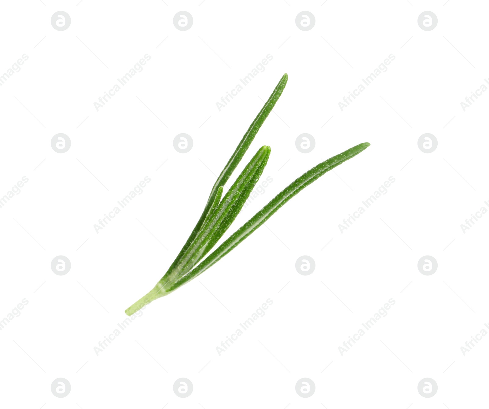 Photo of Sprig of fresh rosemary isolated on white