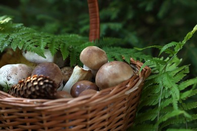 Photo of Basket full of fresh mushrooms in forest, closeup