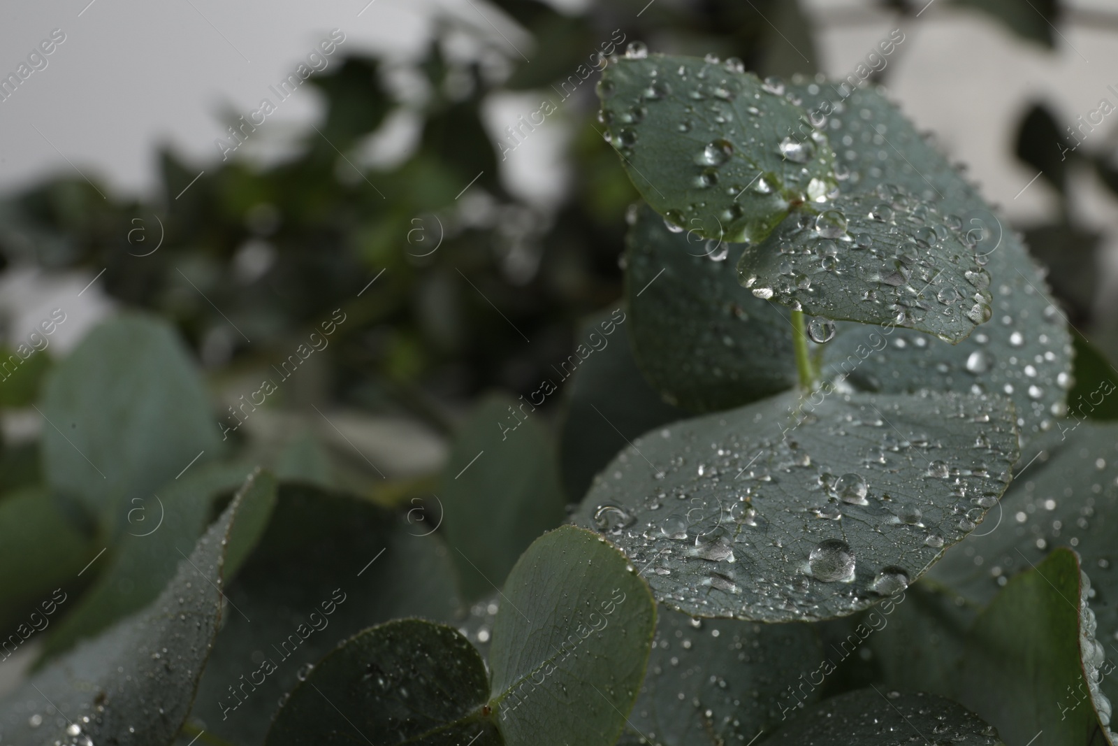 Photo of Fresh eucalyptus leaves with dew drops, closeup