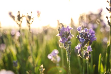 Image of Beautiful sunlit lavender flowers outdoors, closeup view