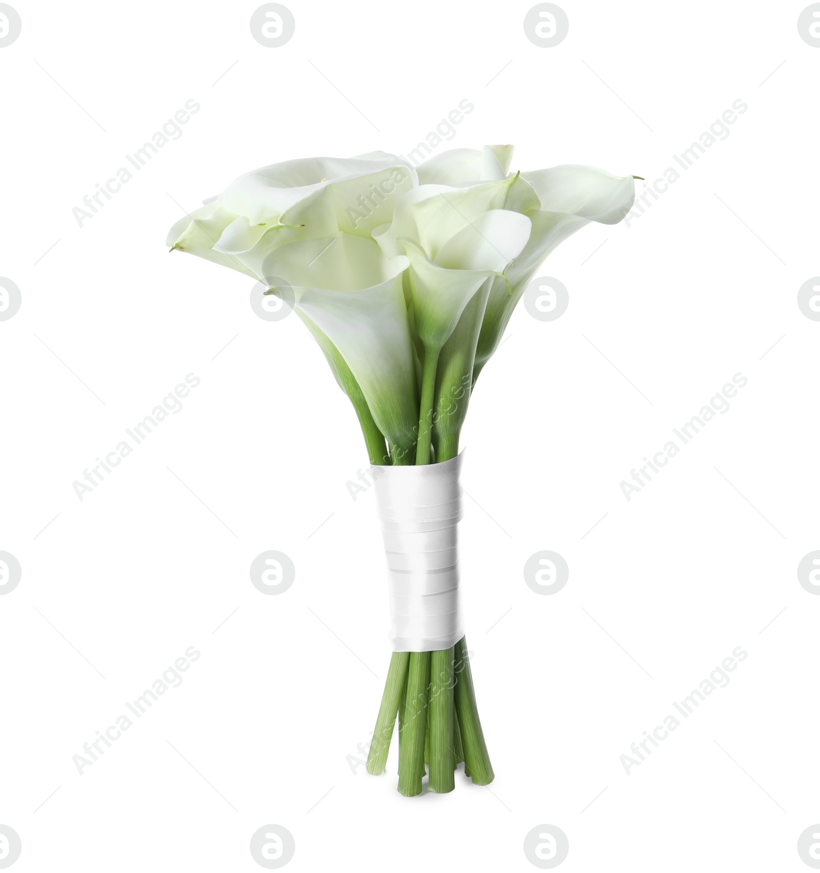 Photo of Beautiful calla lily flowers tied with ribbon isolated on white