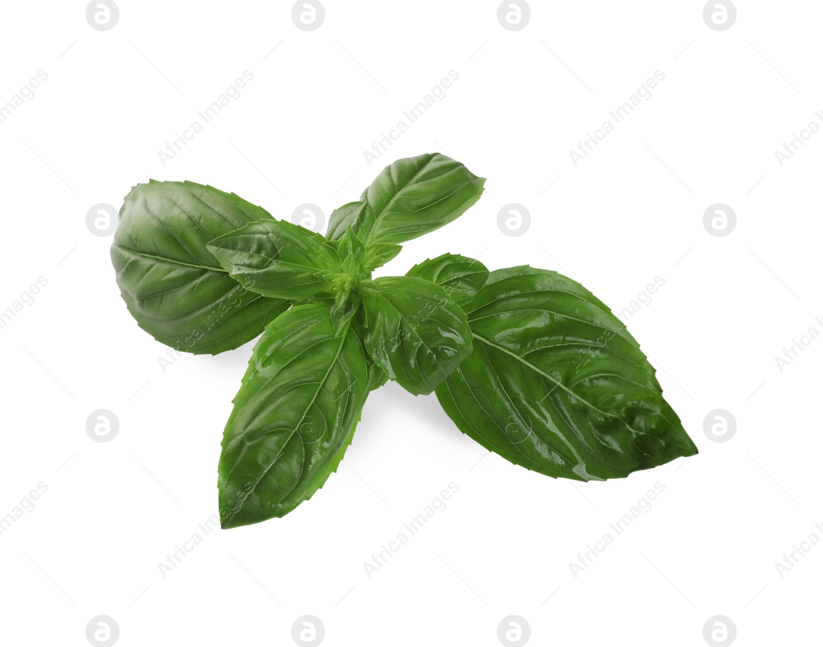 Photo of Fresh green basil leaves isolated on white