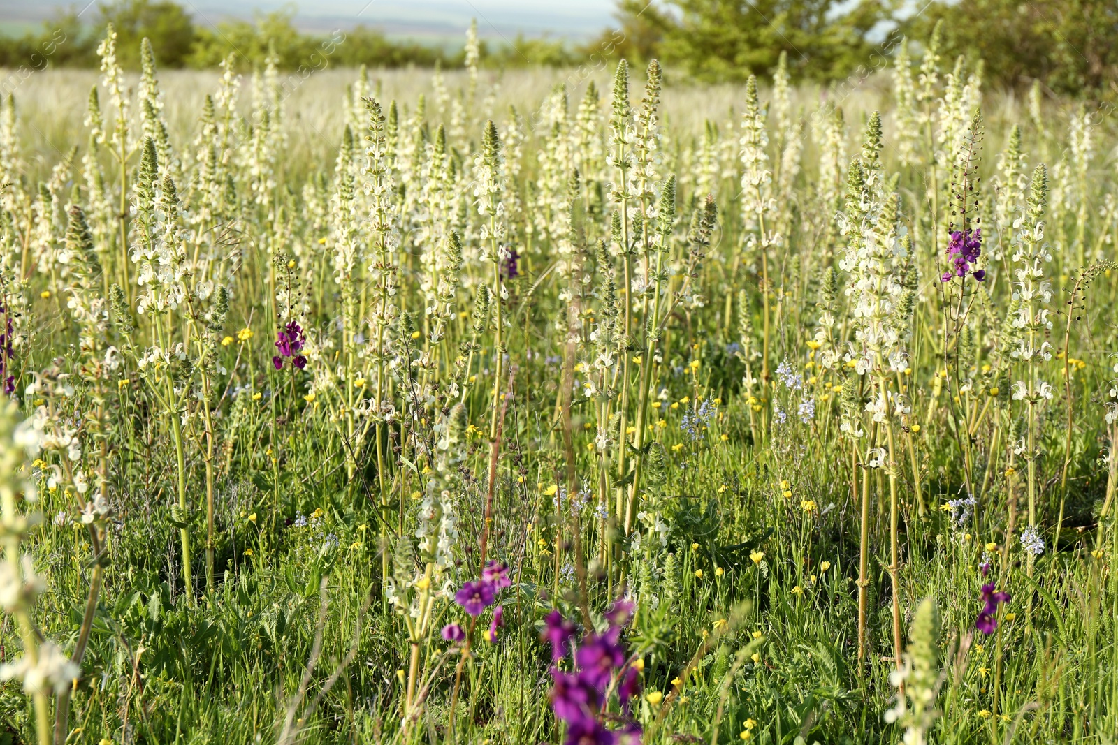 Photo of Beautiful flowers growing in meadow on sunny day