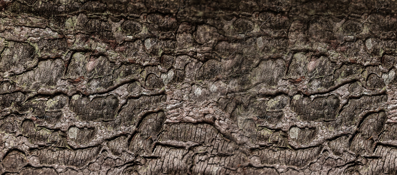 Image of Texture of tree bark as background, closeup view. Banner design