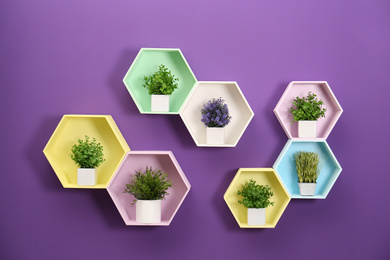 Photo of Hexagon shaped shelves with different potted plants on purple wall. Interior design