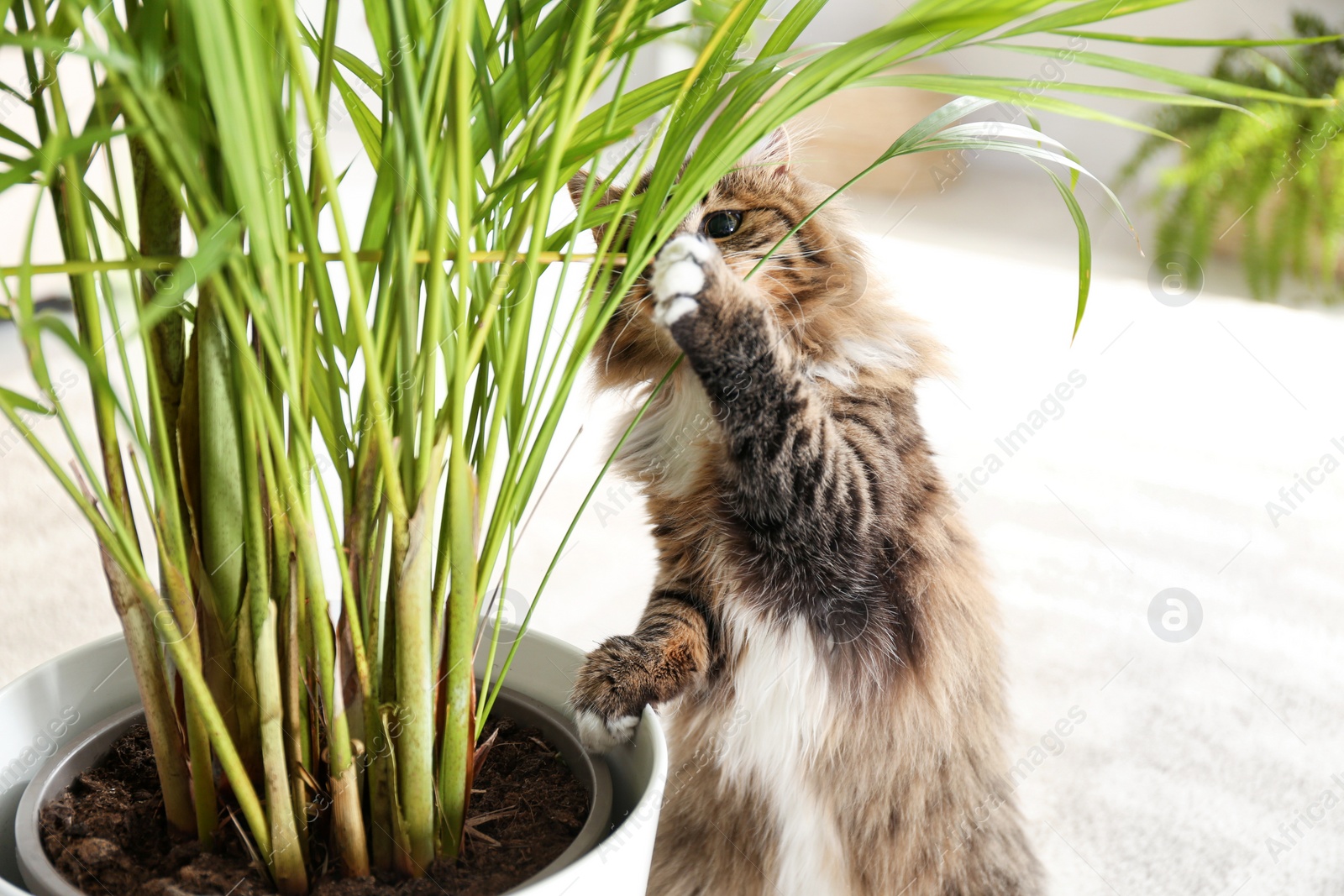 Photo of Adorable cat playing with houseplant on floor at home