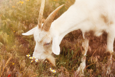 Beautiful white goat grazing in field on sunny day. Animal husbandry