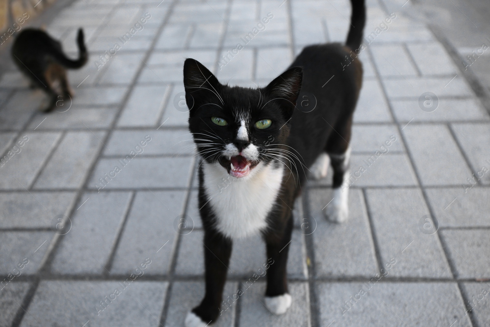 Photo of Lonely stray cats on sidewalk outdoors. Homeless pet