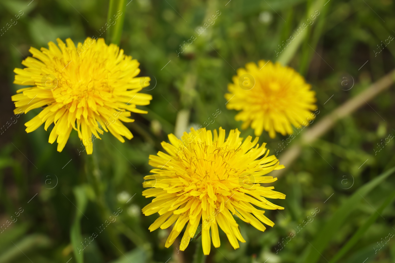 Photo of Beautiful yellow dandelion flowers growing outdoors, closeup