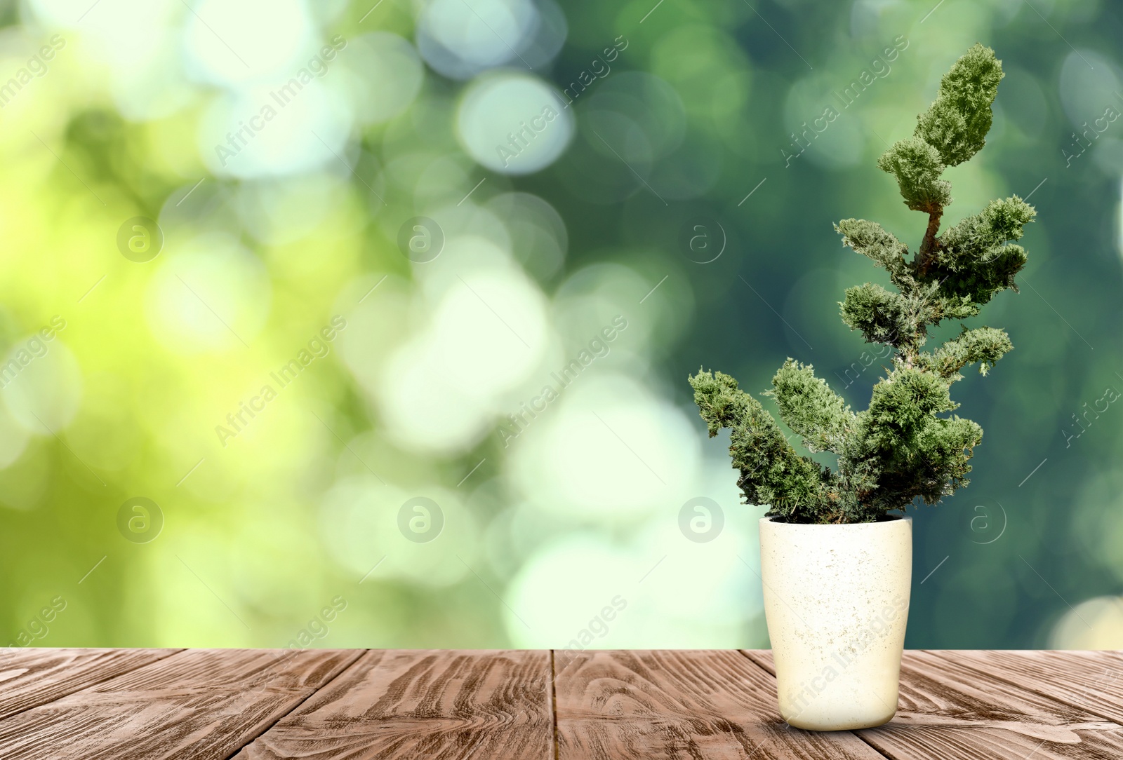 Image of Beautiful bonsai tree in pot on wooden table outdoors. Space for text