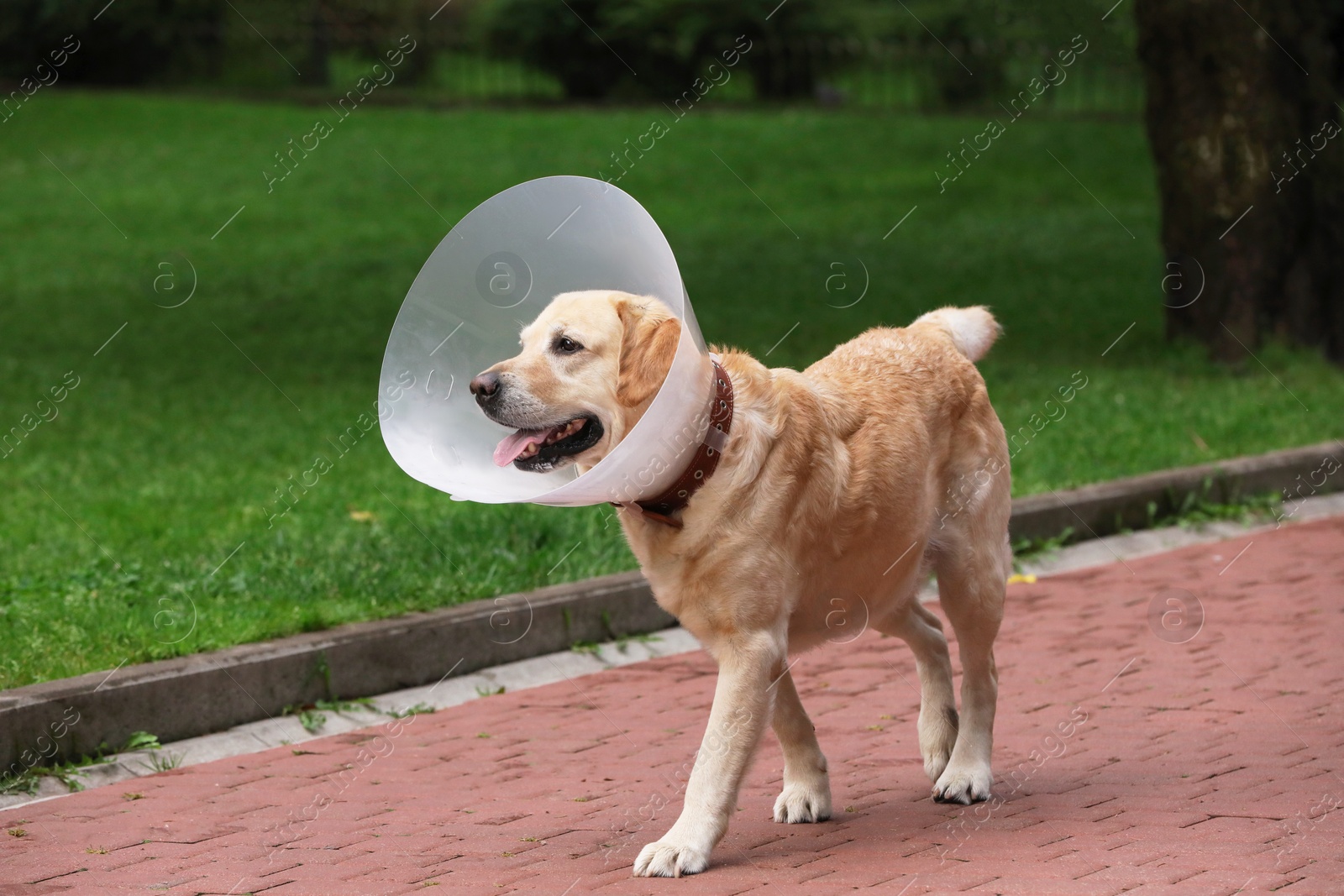 Photo of Adorable Labrador Retriever dog with Elizabethan collar walking outdoors