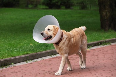 Photo of Adorable Labrador Retriever dog with Elizabethan collar walking outdoors