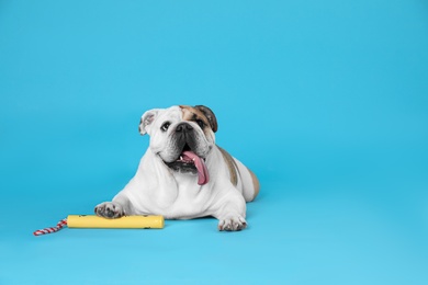 Photo of Adorable funny English bulldog with toy on light blue background. Space for text