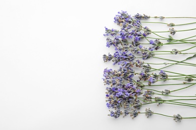 Photo of Beautiful blooming lavender flowers on white background