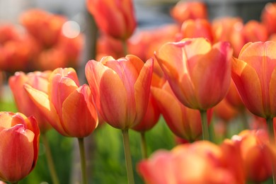 Beautiful colorful tulips growing in flower bed, selective focus