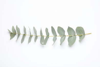 Photo of Eucalyptus branch with fresh leaves isolated on white, top view