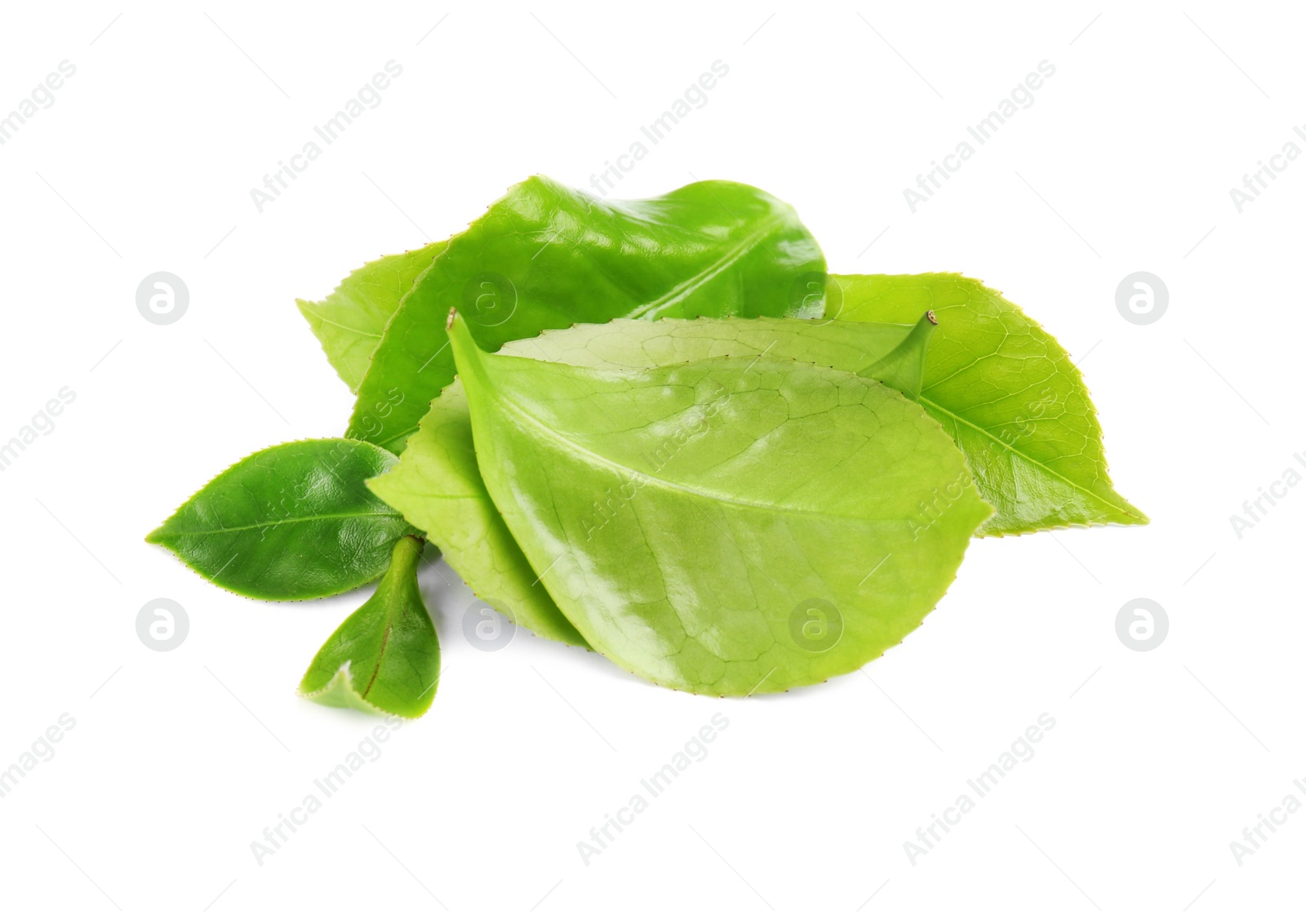 Photo of Green leaves of tea plant on white background