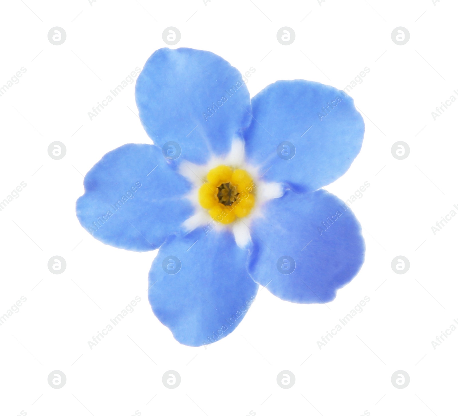 Photo of Amazing spring forget-me-not flower on white background