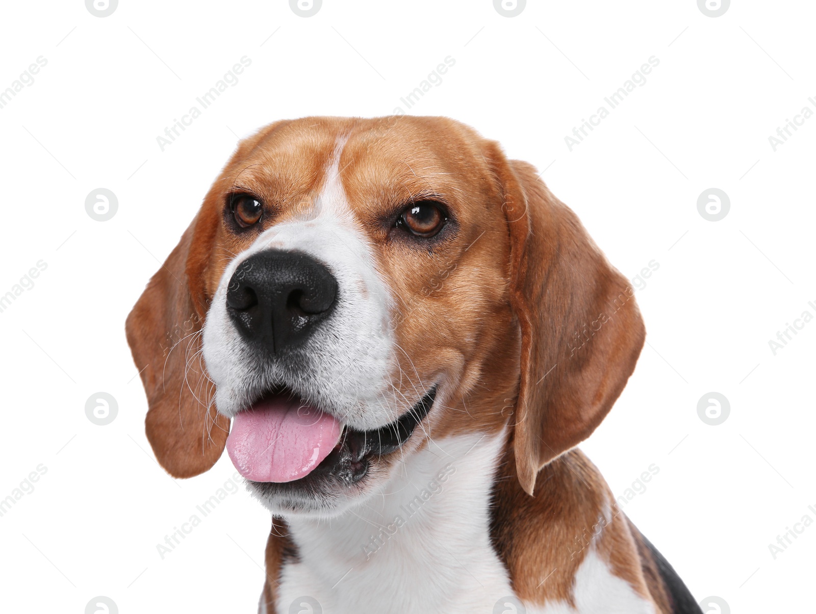 Photo of Beautiful beagle dog on white background. Adorable pet