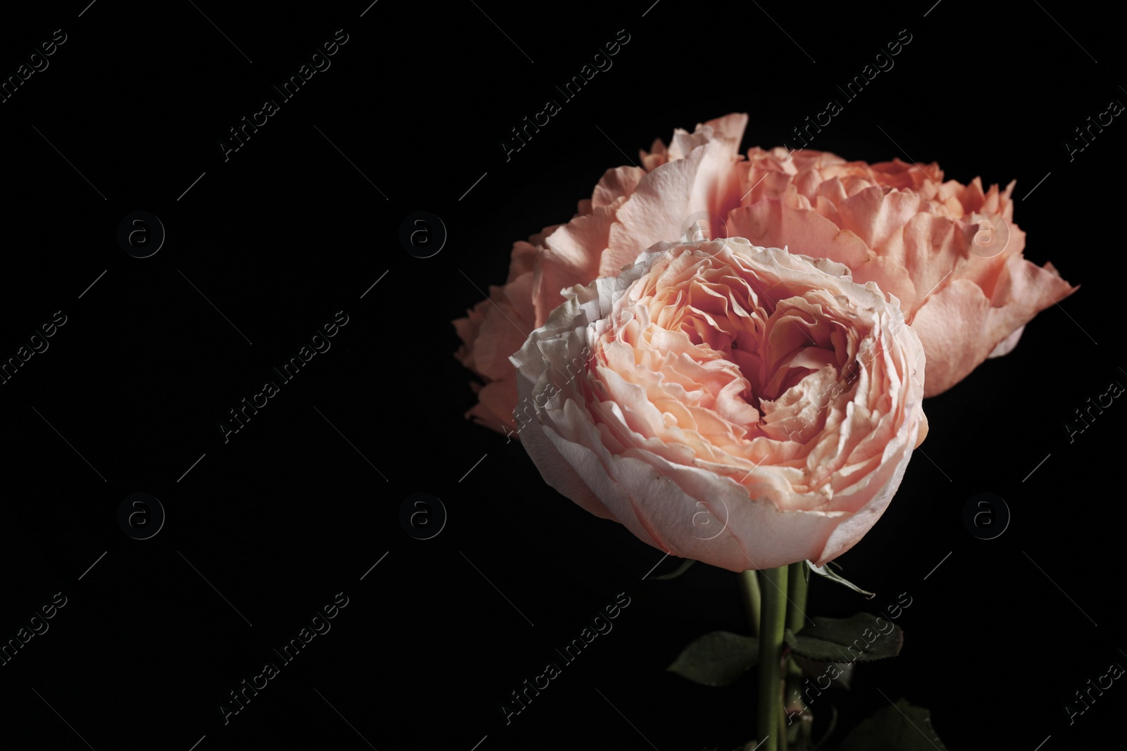 Photo of Beautiful roses on black background, space for text. Floral card design with dark vintage effect