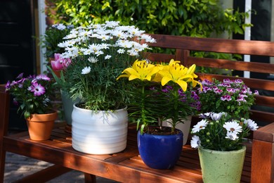 Many different beautiful blooming plants in flowerpots on wooden bench outdoors